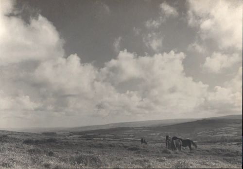 Dartmoor  landscape with ponies