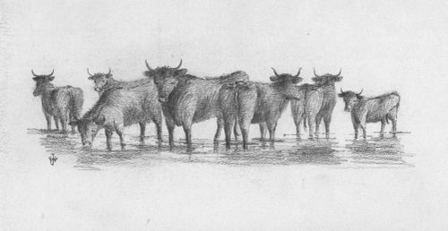 Jones 225 Cattle in stream 1.tif