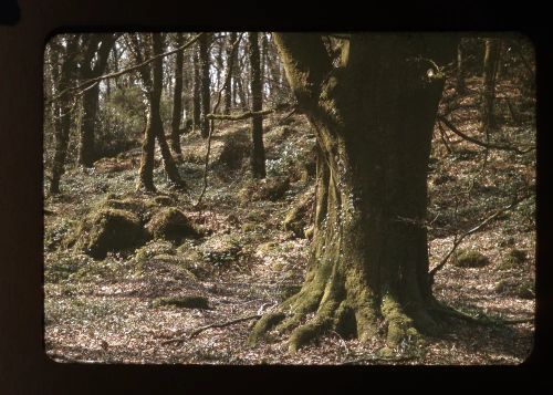 Woods at Ward Bridge