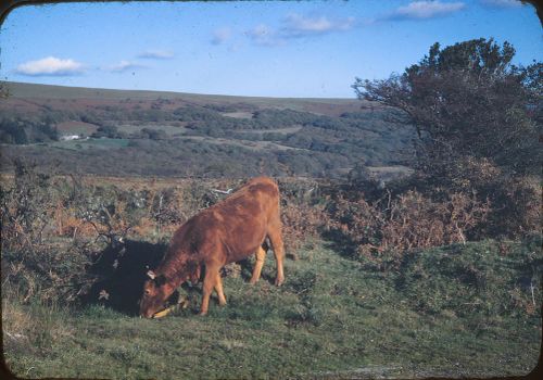 Study near Cornwood