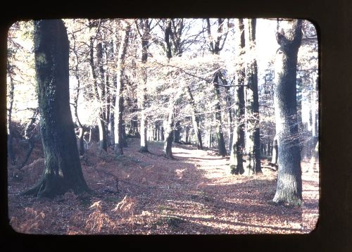 The Woods near Cornwood