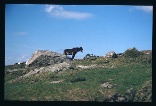 An image from the Dartmoor Trust Archive