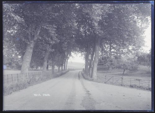  Avenue of trees, Hele, Bradninch