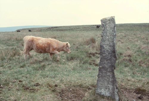 An image from the Dartmoor Trust Archive