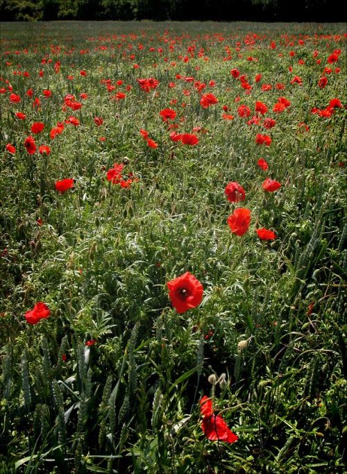 Field Poppies.jpg