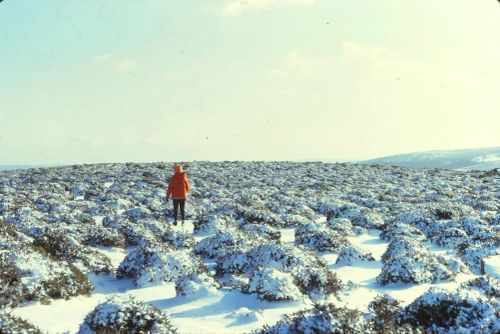 An image from the Dartmoor Trust Archive