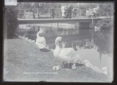 Swans and cygnets, Dawlish