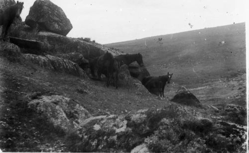 An image from the Dartmoor Trust Archive