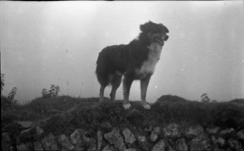 An image from the Dartmoor Trust Archive