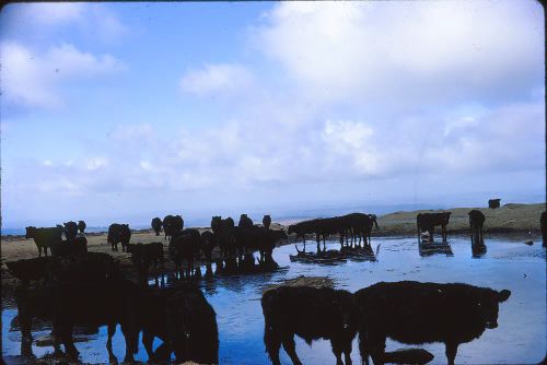 Cattle near Peek Hill