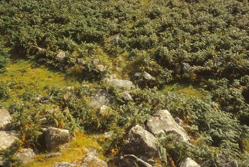 An image from the Dartmoor Trust Archive