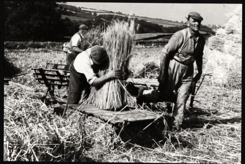 Cutting Wheat Reed at Blackhall