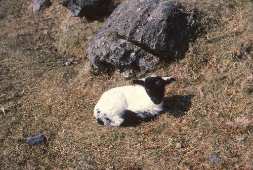 An image from the Dartmoor Trust Archive