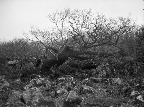 An image from the Dartmoor Trust Archive