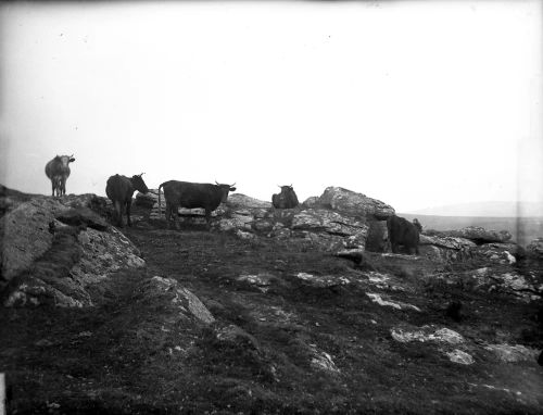 An image from the Dartmoor Trust Archive