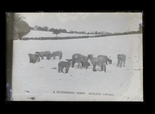 Winter lambs, Dartmoor farm, Lydford