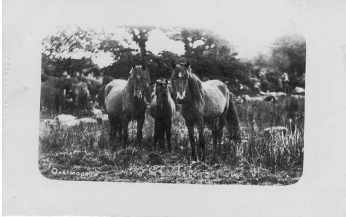 An image from the Dartmoor Trust Archive