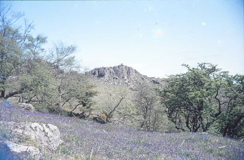 Green tor, bluebell time, 1976