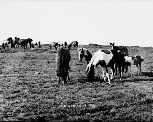 Dartmoor Ponies