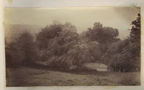 Fallen tree