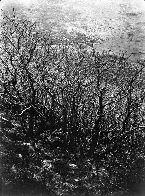 NEGATIVE OF COPSE