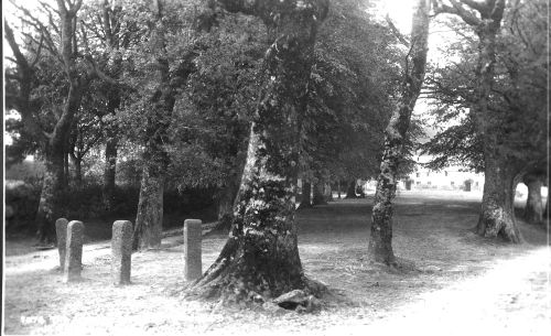 Manaton Green, showing a large beech tree in the foreground which no longer exists