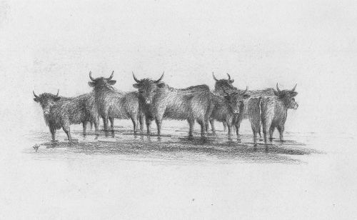 Jones 226 Cattle in stream 2.tif