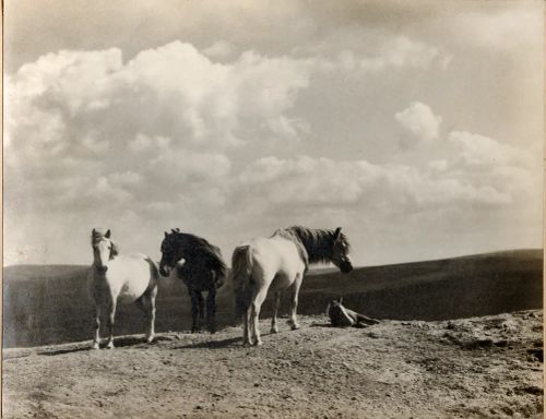 Dartmoor ponies