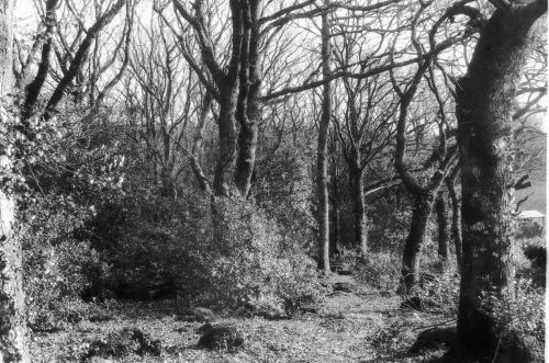 An image from the Dartmoor Trust Archive