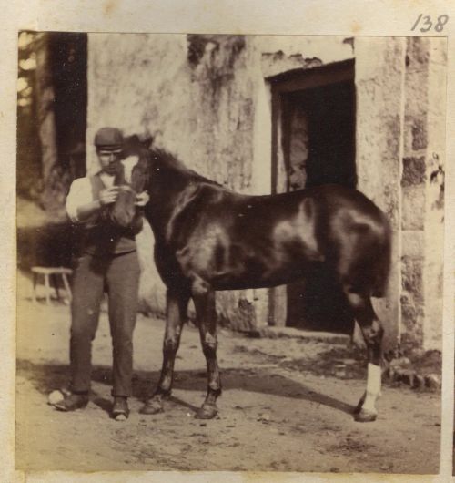 Man and horse