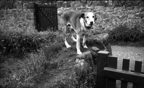 An image from the Dartmoor Trust Archive