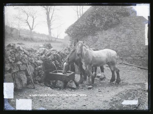 Horses, Lydford