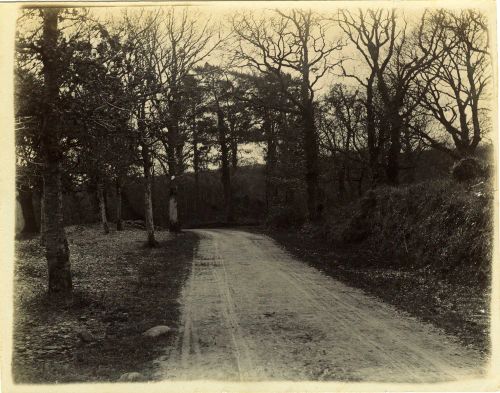 Gosepool Lane near Hele, Ashburton