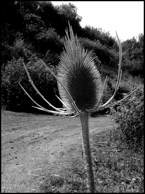 Q17._Teazle..JPG