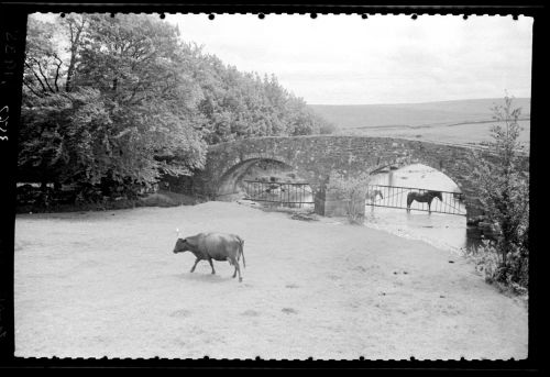 Cattle and Dartmoor ponies beside the bridge crossing the West Dart at Two Bridges