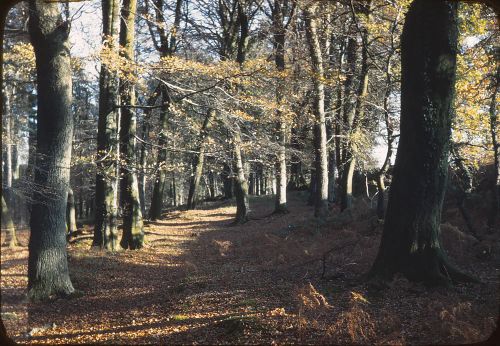 The Woods near Cornwood