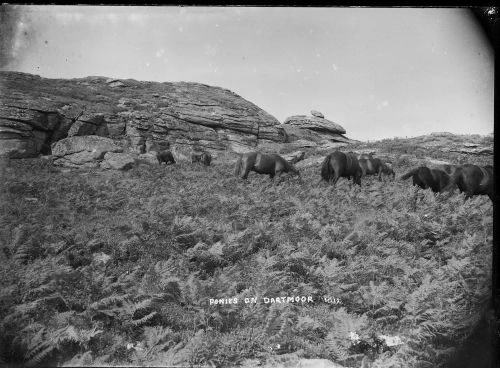 Ponies On Dartmoor