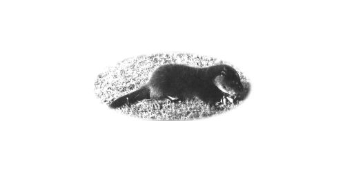 Johnny the otter - a pet at Leighon during the 1930s