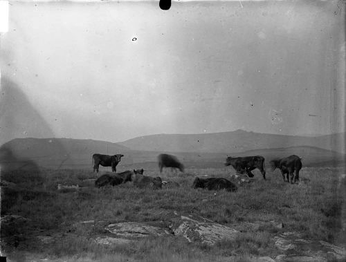 An image from the Dartmoor Trust Archive