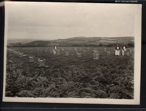 Monks with bee hives