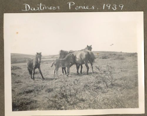 Dartmoor ponies