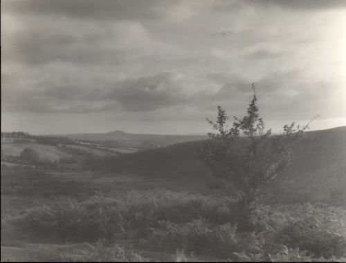 Dartmoor  landscape with tor and tree