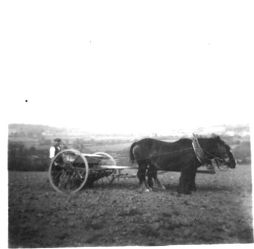 Drilling seed, 1940s.