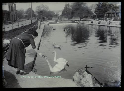 'Feeding the Swans', Dawlish