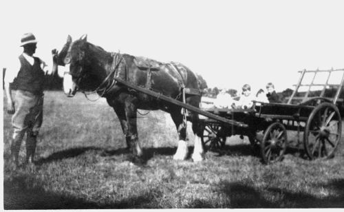 Mr Willcocks holds head of horse pulling waggon with children aboard