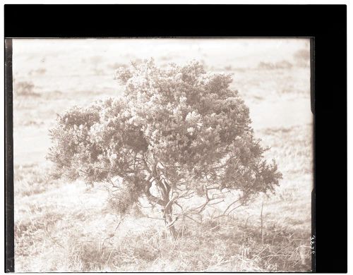 Tree on Ringmoor Down