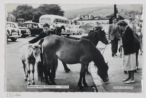 Dartmoor Ponies, Princetown.