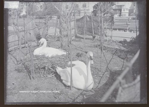 Swan's Nest, Dawlish