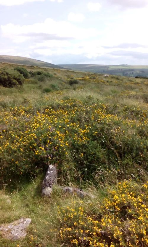 An image from the Dartmoor Trust Archive