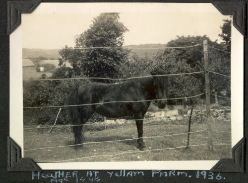 Horse at Yellam Farm